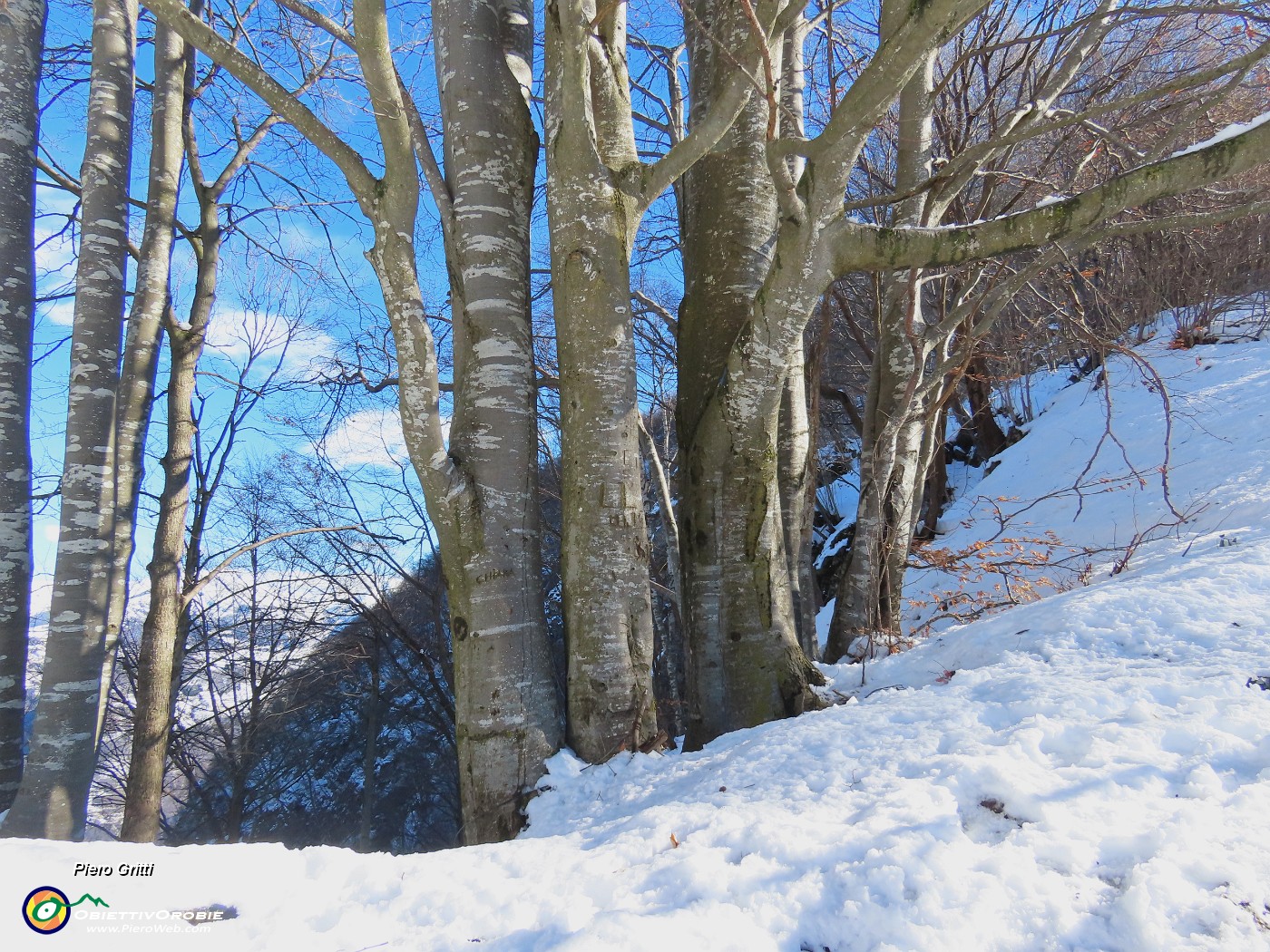 34 Faggi secolari.JPG